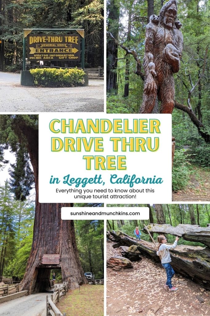 Everything you need to know about the Chandelier Drive Thru Tree in Leggett, CA.  A great place to stop and stretch your legs as you travel through the Redwoods of California.