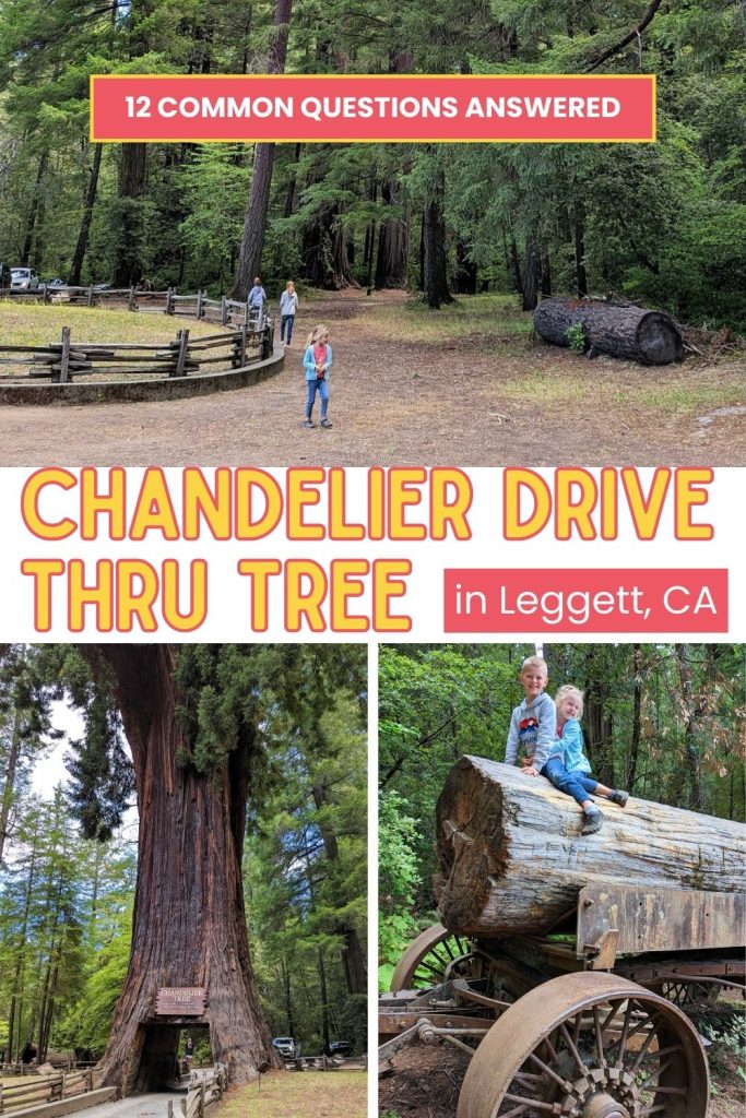 The Chandelier Drive Thru Tree in Leggett, CA is a fun and unique tourist attraction that is perfect for families.  Get the answers to the most commonly asked questions so you're prepared before you go.