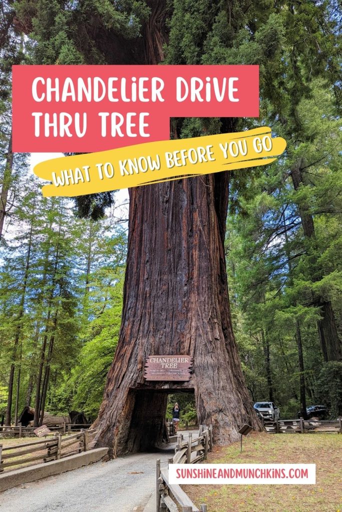 Get the answers to common questions about visiting the Chandelier Drive Thru Tree in Leggett, CA. It is a fun and unique tourist attraction that is perfect for families.