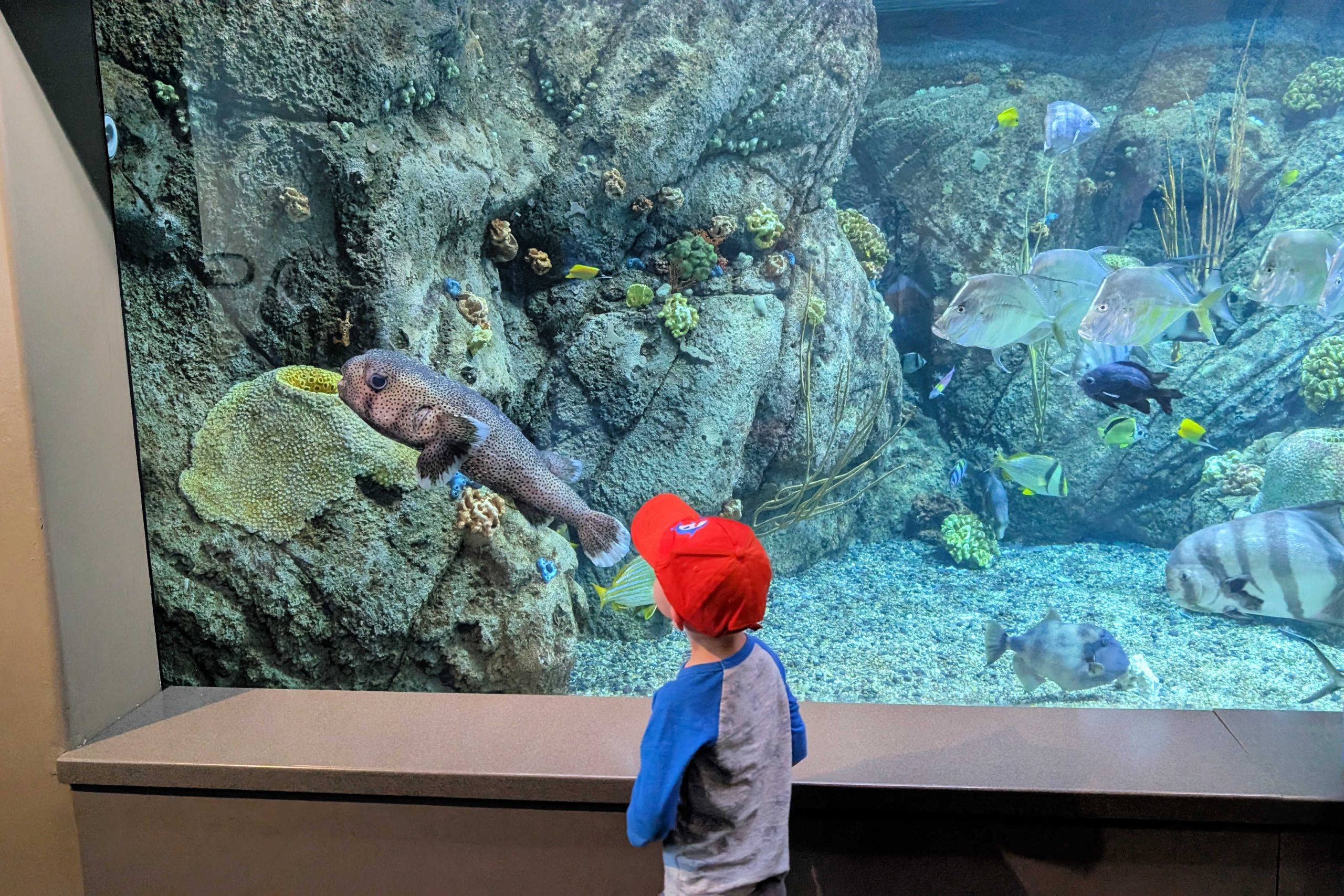 6 Hands On Activities at the Aquarium of the Pacific in Long Beach, CA