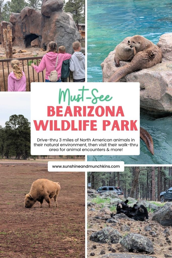 The Bearizona Wildlife Park in Williams, AZ is a must-see attraction that will be fun for your whole family!